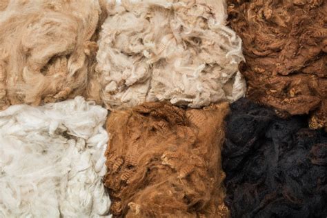 Alpaca-Wol: Een Luxueuze Keuze voor Moderne Textielproductie!