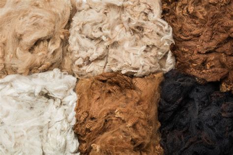 Alpaca wol: Een zacht en duurzaam wonder voor luxe textielproducten!