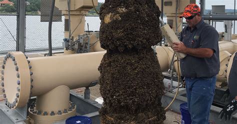  Zebra Mussels: Biofouling Fighter and Water Filtration Champion?